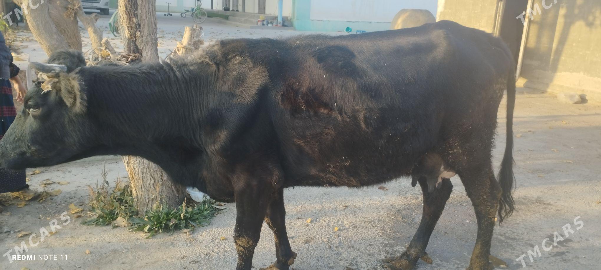 Göleli sygyr - Гёкдепе - img 3