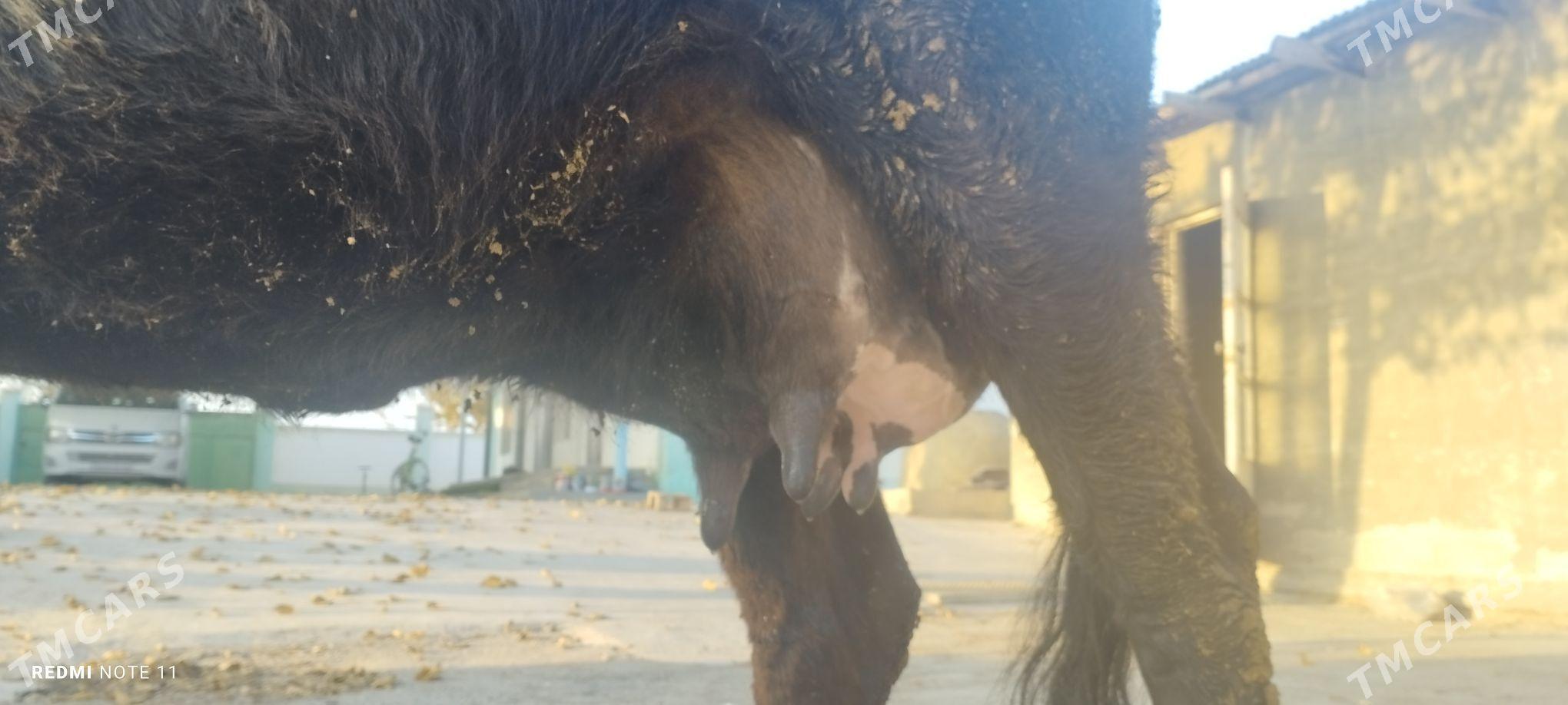 Göleli sygyr - Гёкдепе - img 2