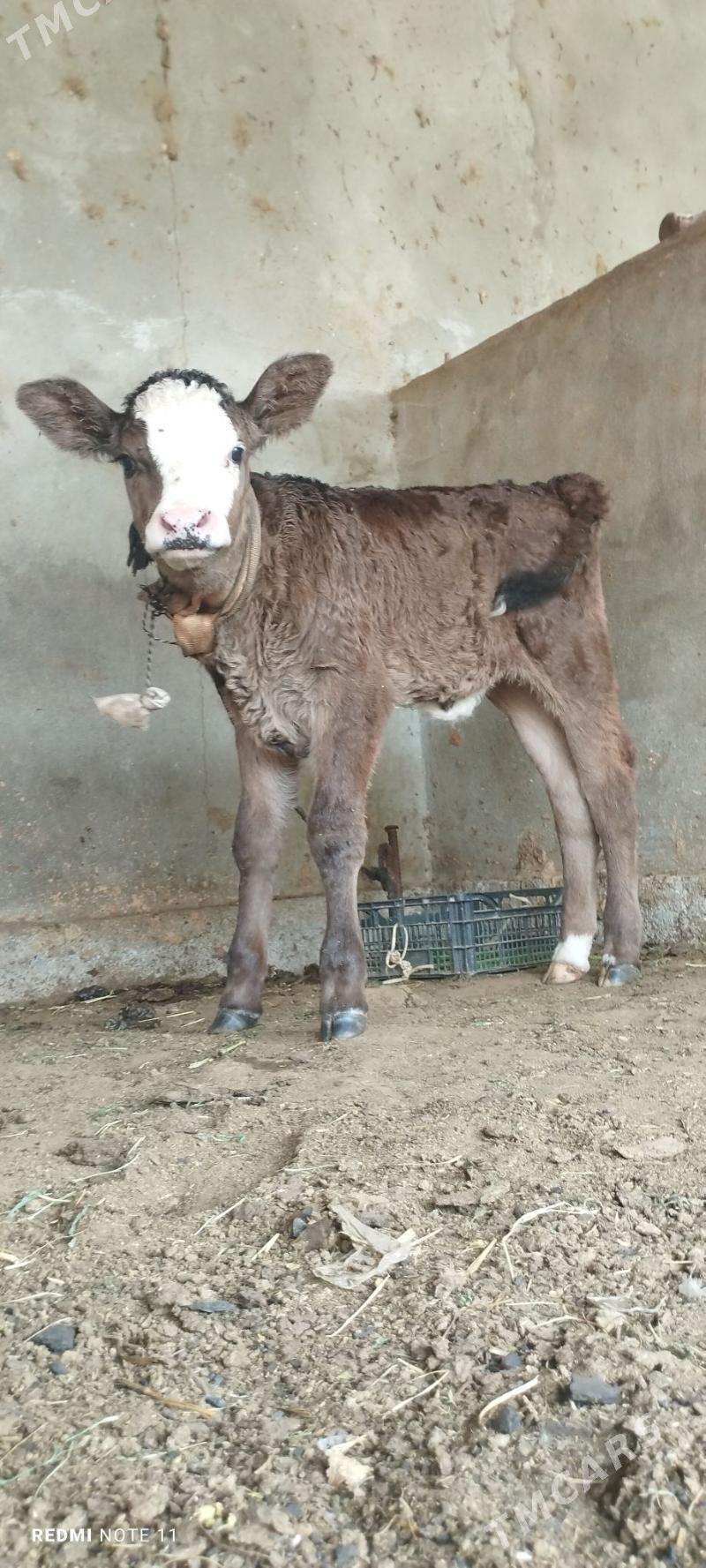 Göleli sygyr - Гёкдепе - img 4