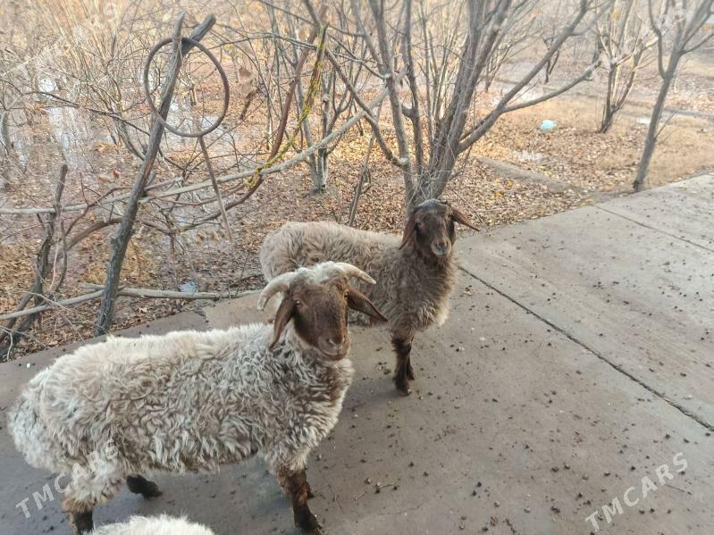 goç - Шабатский этрап - img 4