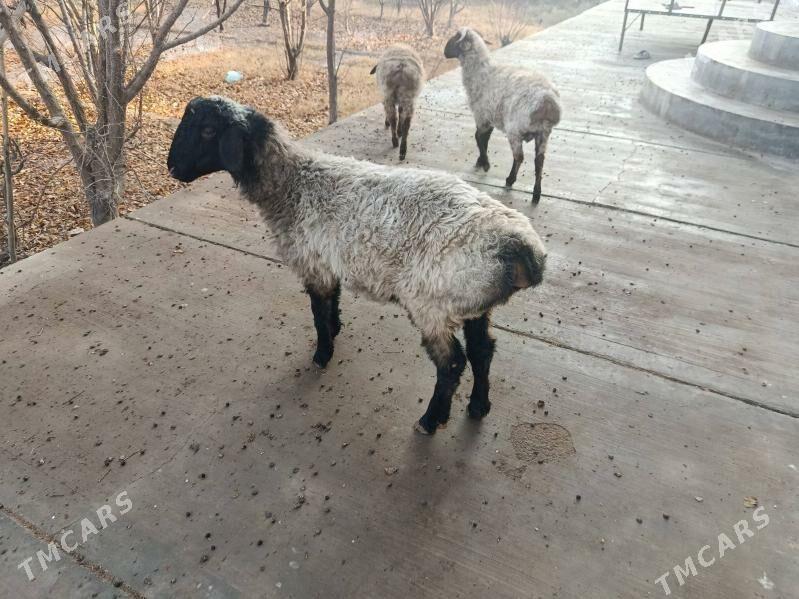 goç - Шабатский этрап - img 2