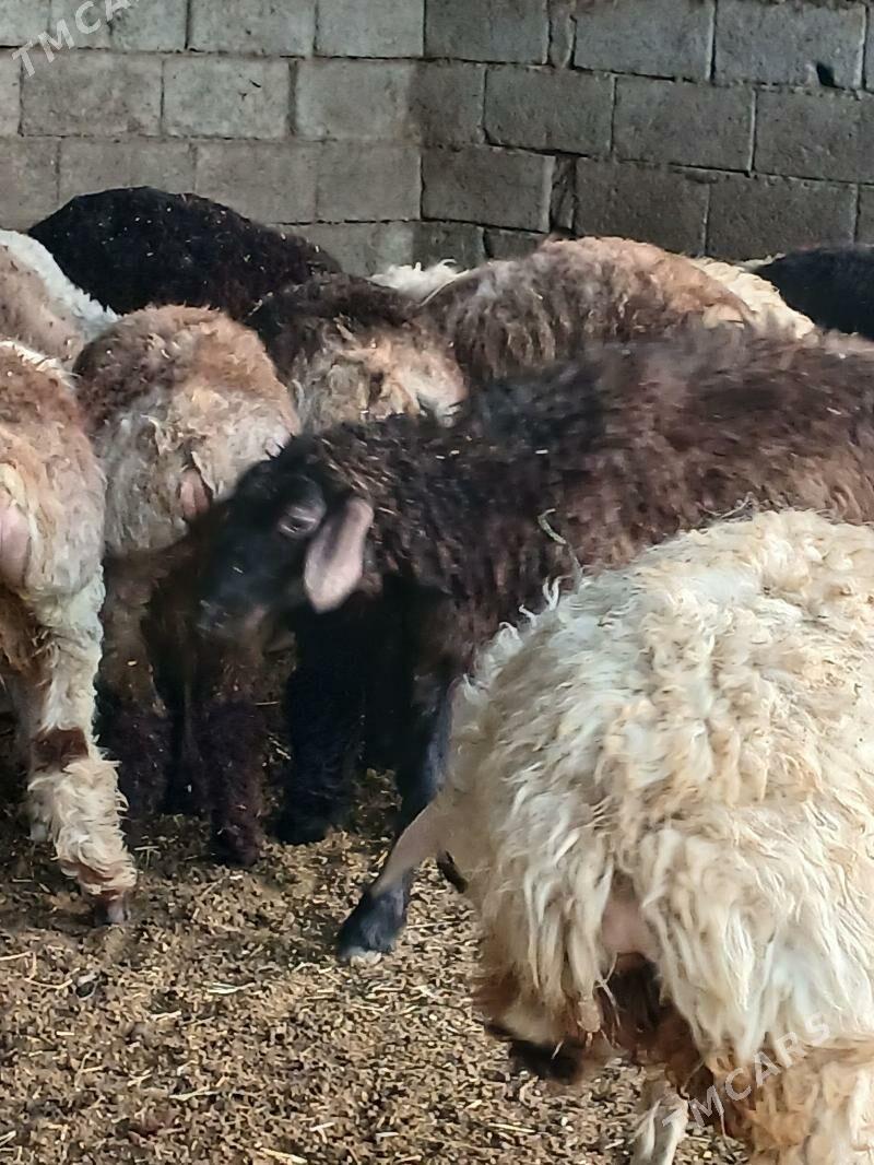 Tokli - Ашхабад - img 2