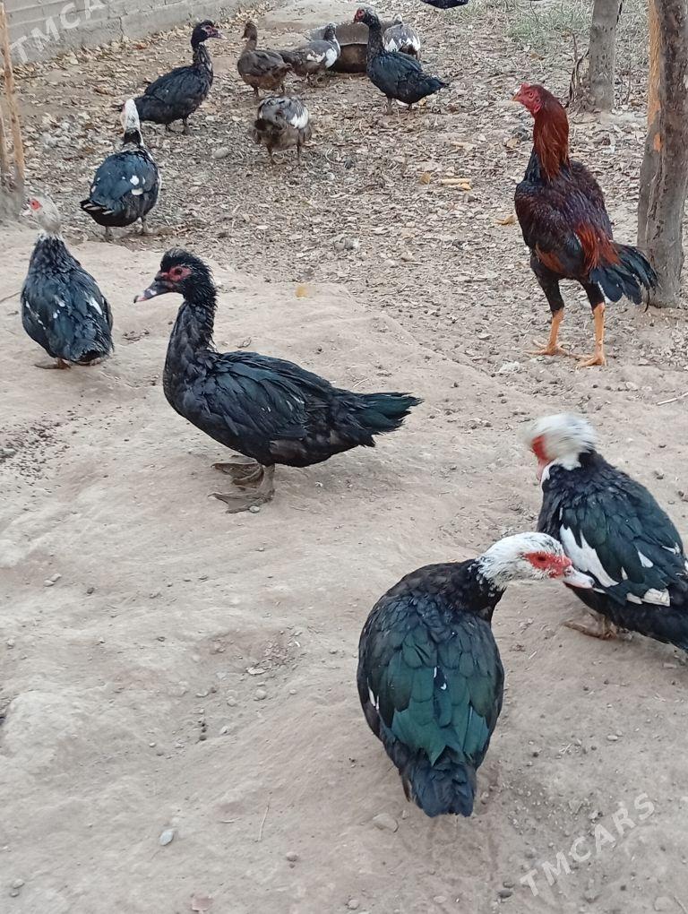 ördök induwutga etiŝen - Mary - img 8