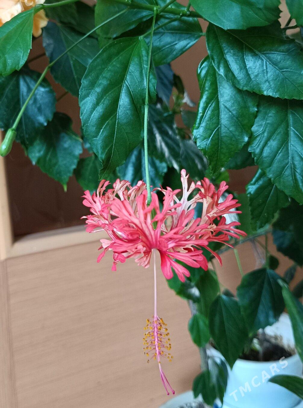 гибискус шизопеталус - Гуртли - img 2