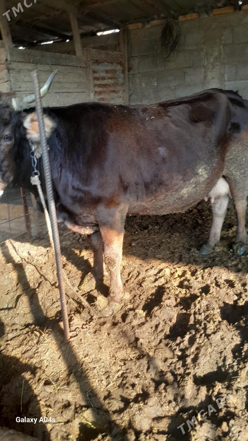 bakilan sigir - Аркадаг - img 3