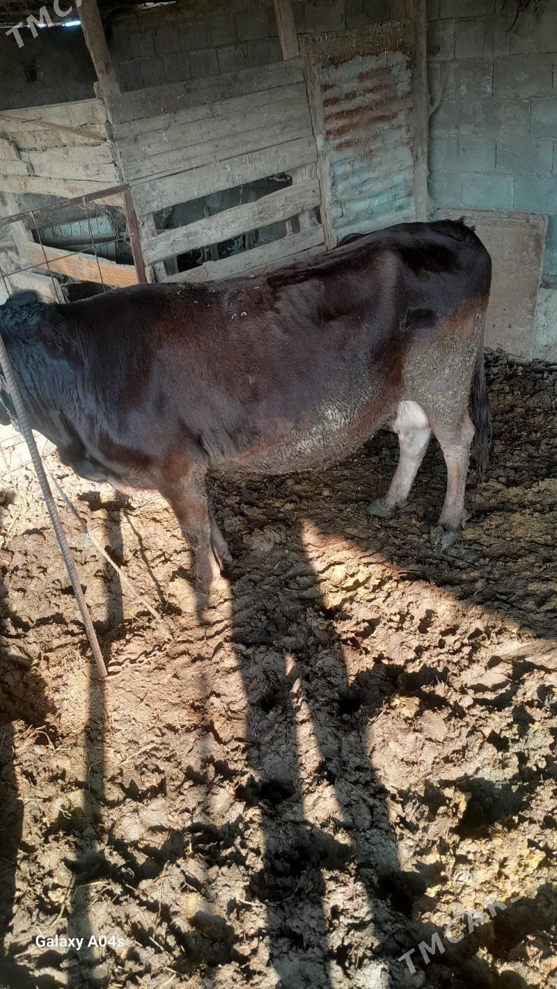 bakilan sigir - Аркадаг - img 2