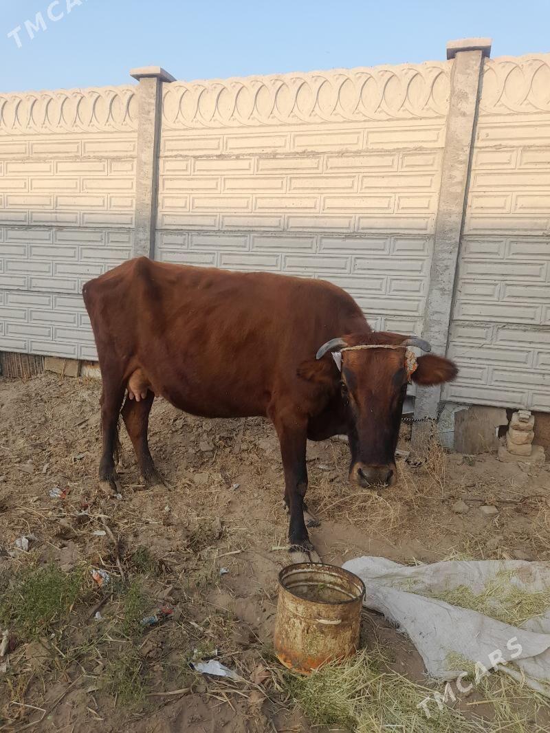 gololi sygyr - Мары - img 1