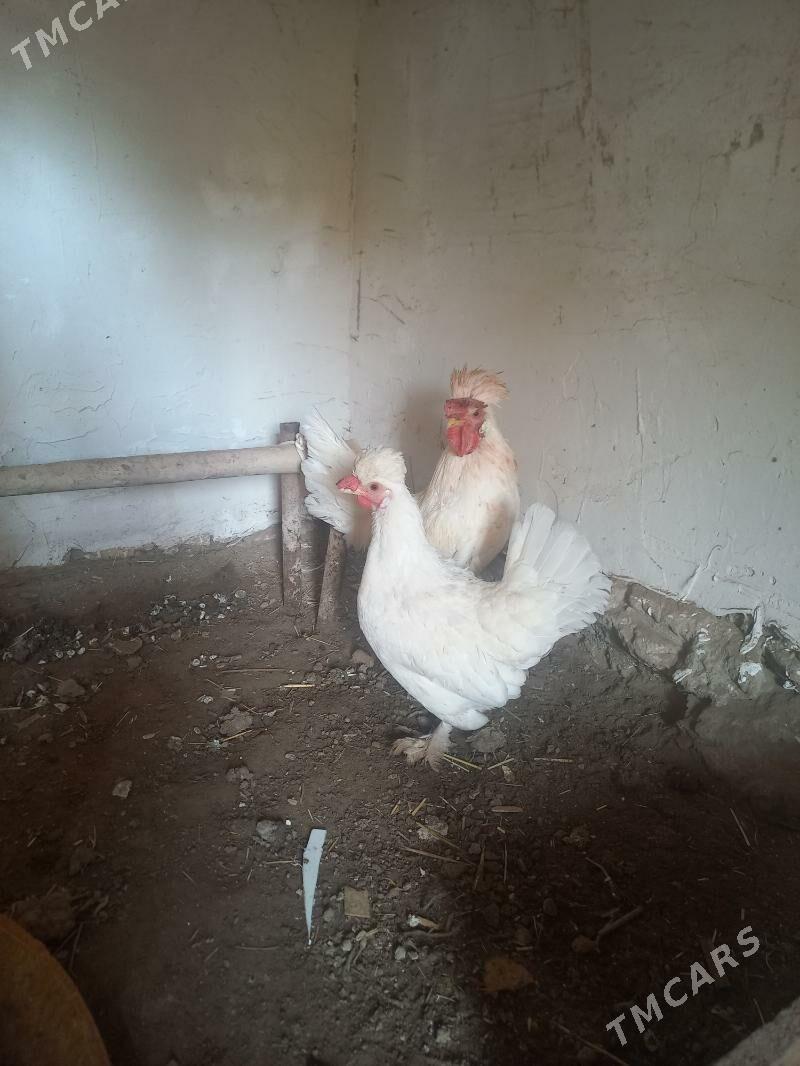 karlik - Daşoguz - img 1