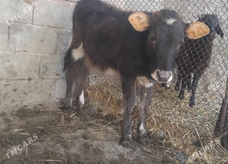 Gole okuz tuwe - Гуртли - img 3