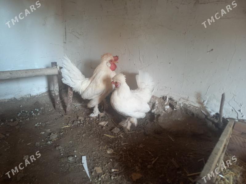 karlik - Daşoguz - img 2