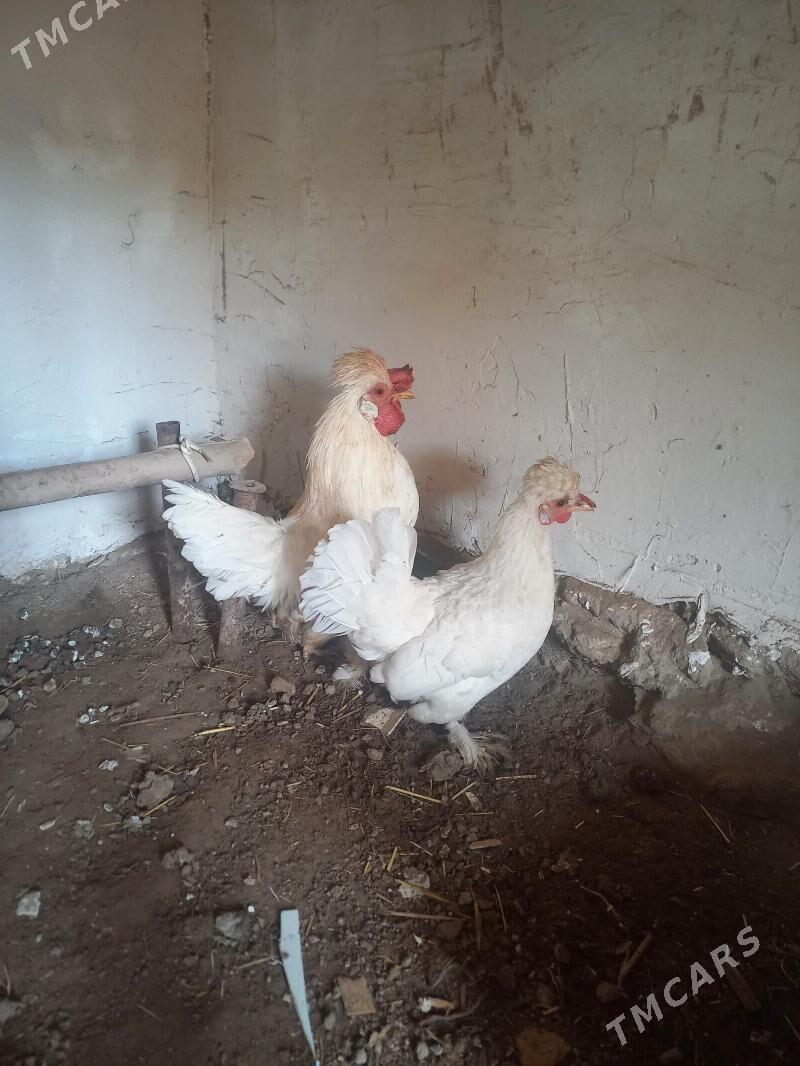 karlik - Daşoguz - img 3