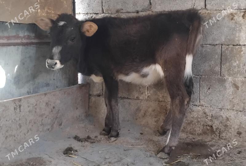 Gole okuz tuwe - Гуртли - img 7