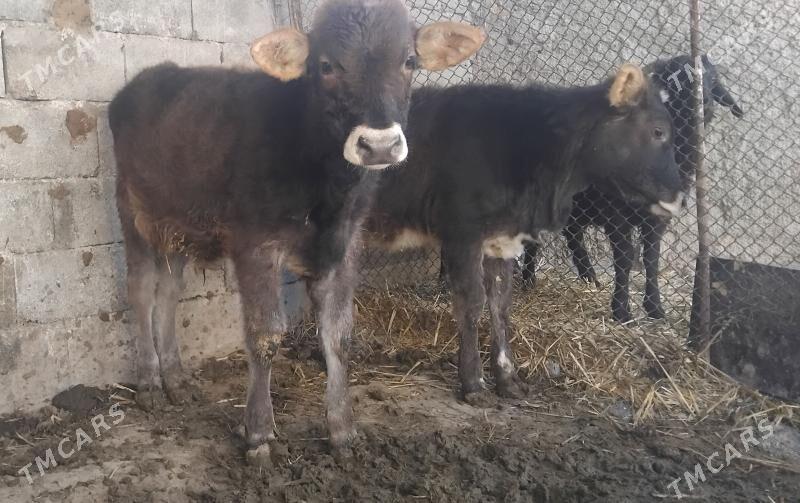 Gole okuz tuwe - Гуртли - img 5