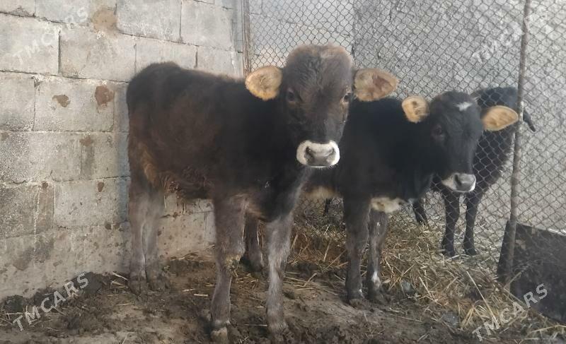 Gole okuz tuwe - Гуртли - img 2