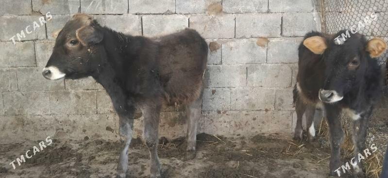 Gole okuz tuwe - Гуртли - img 4