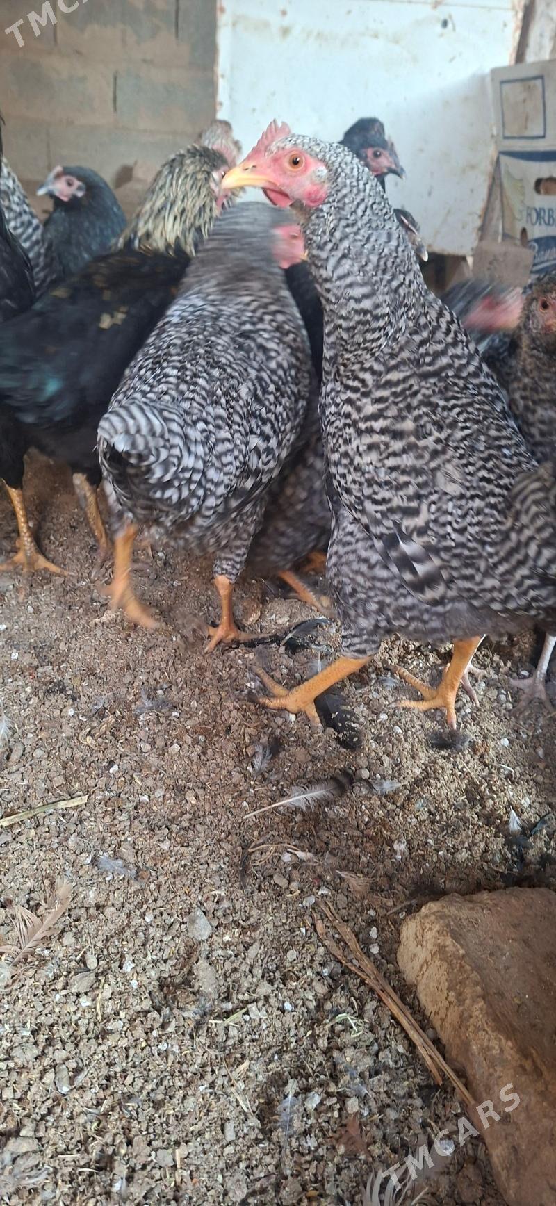 Towuklar satlyk - Büzmeýin - img 4