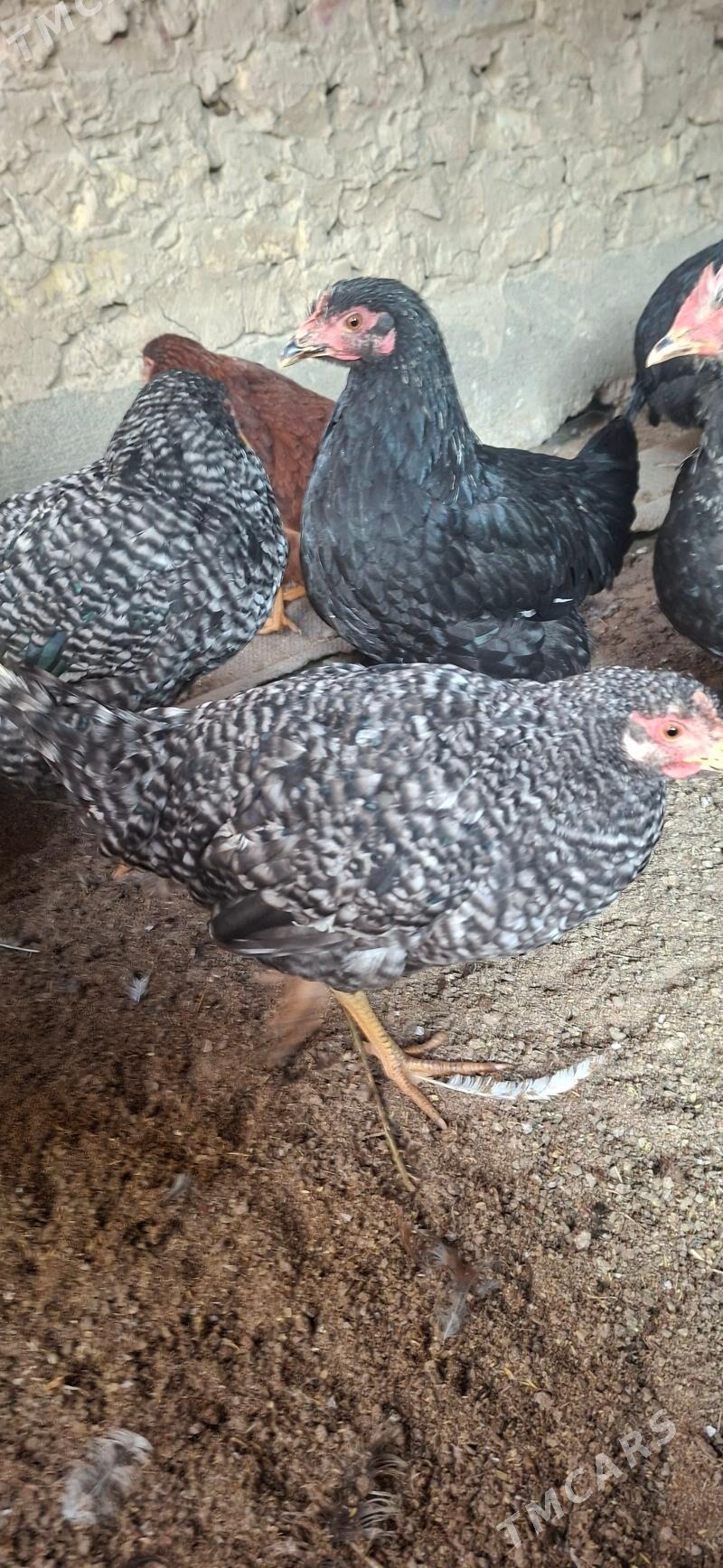 Towuklar satlyk - Büzmeýin - img 3