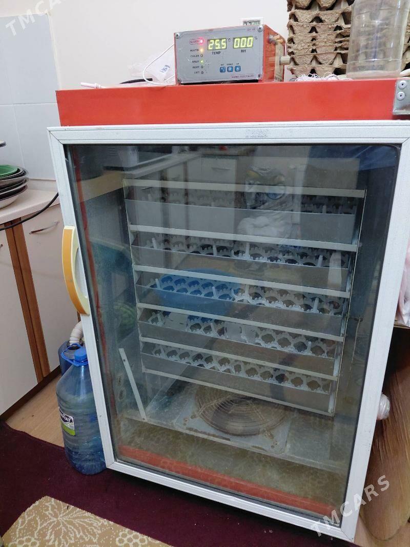 Enkowator Inkubator 500 - Gökdepe - img 2