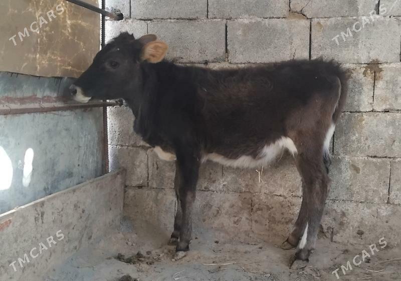 Tuwe gole - Гуртли - img 3