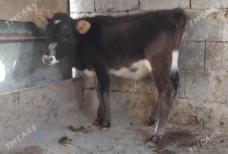 Tuwe gole - Гуртли - img 1