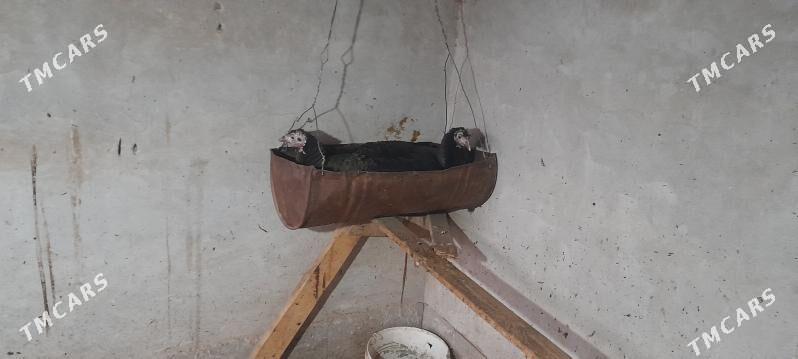 Kürük  induk - Сакар - img 2