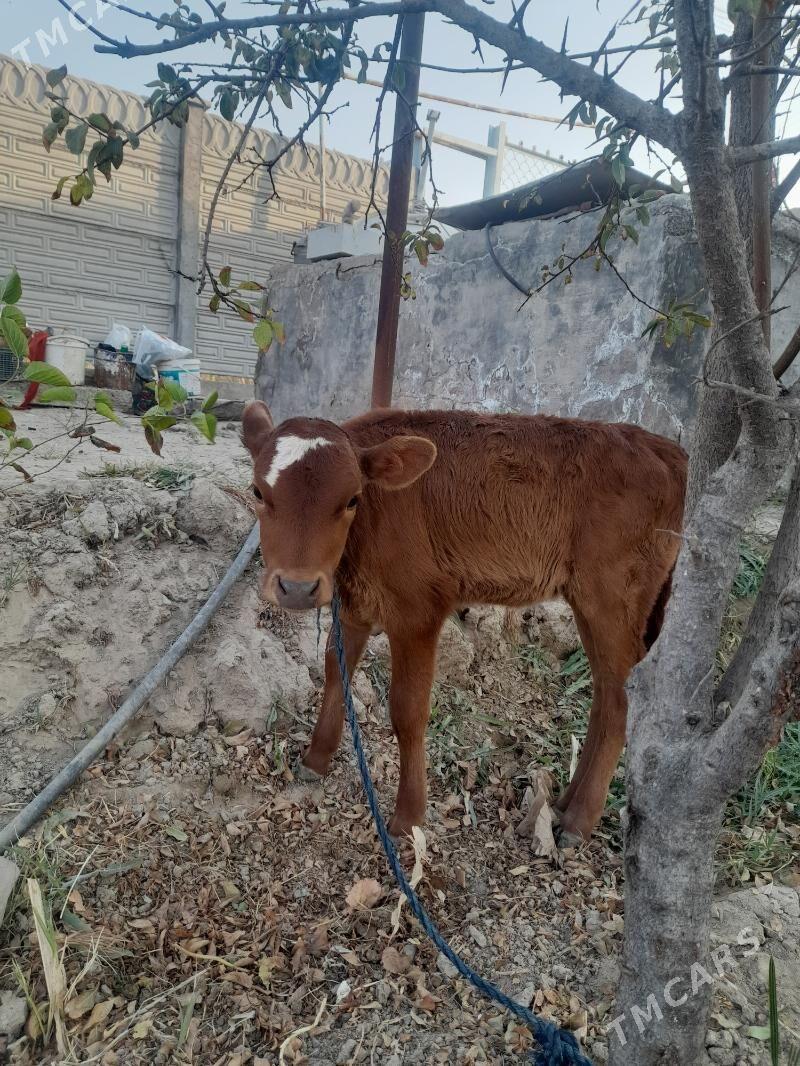 gololi sygyr - Мары - img 2