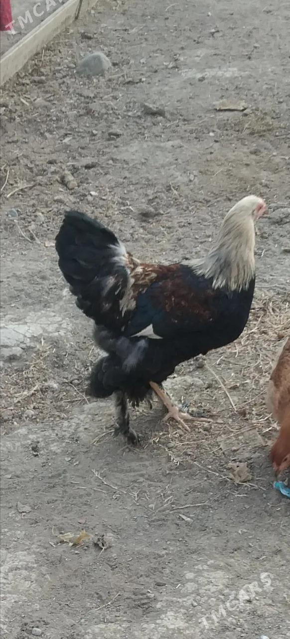 paroda horaz - Ak bugdaý etraby - img 2