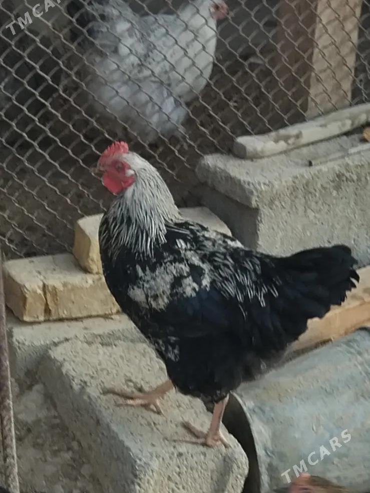 paroda horaz - Ak bugdaý etraby - img 3