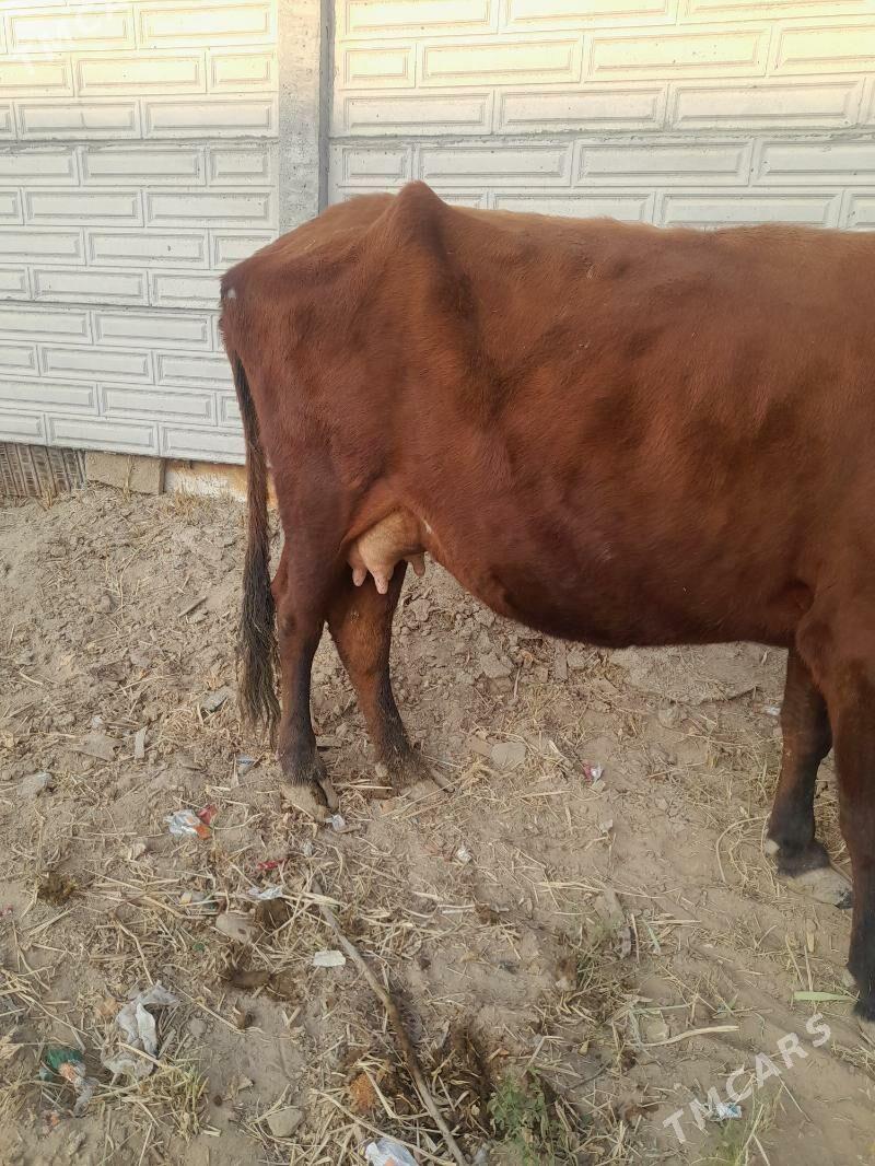 gololi sygyr - Мары - img 4