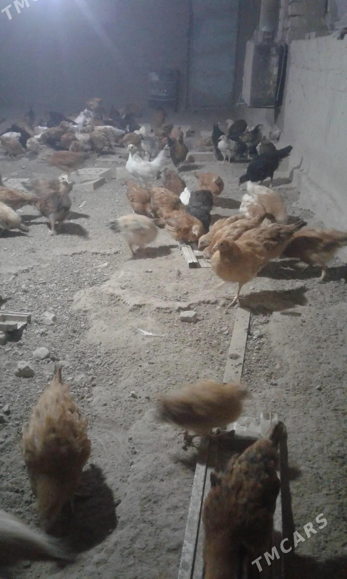 towuk juyje - Mary - img 2