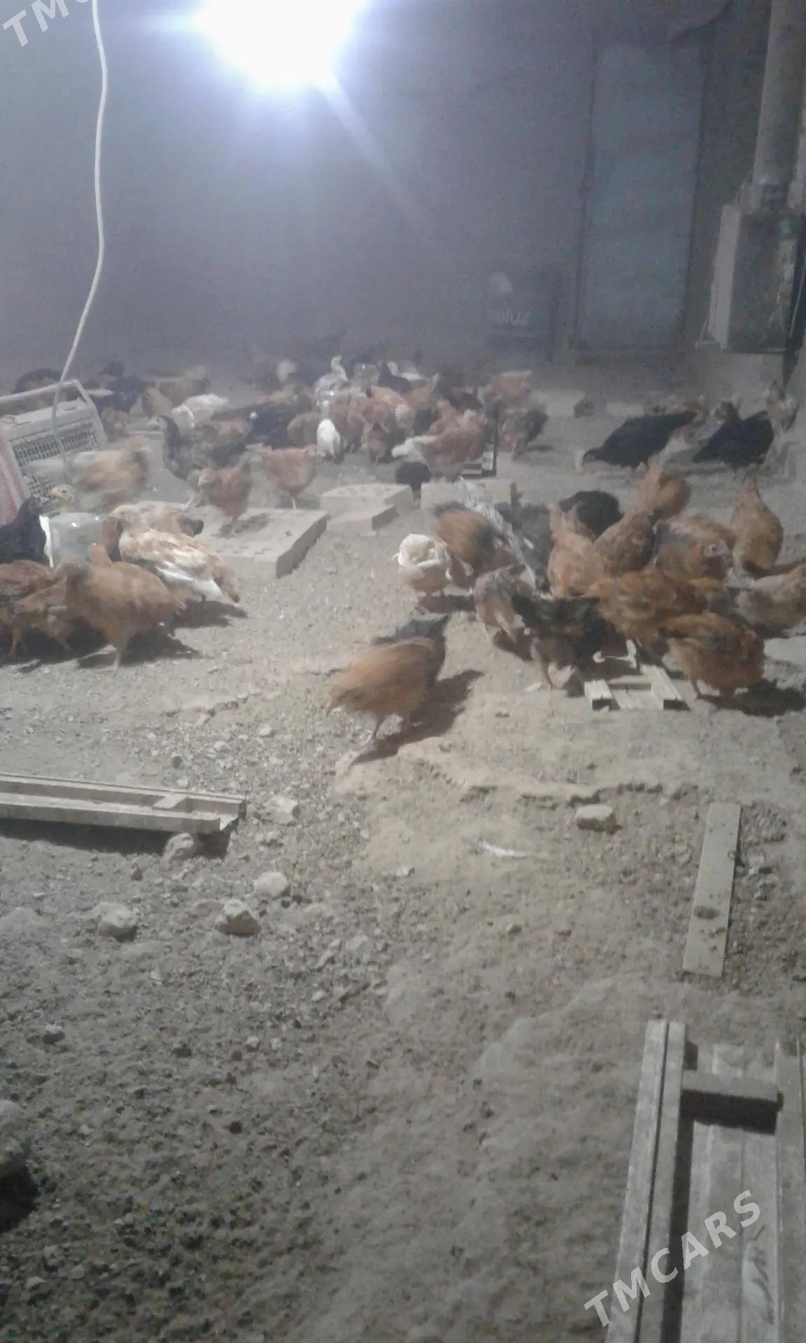 towuk juyje - Mary - img 4