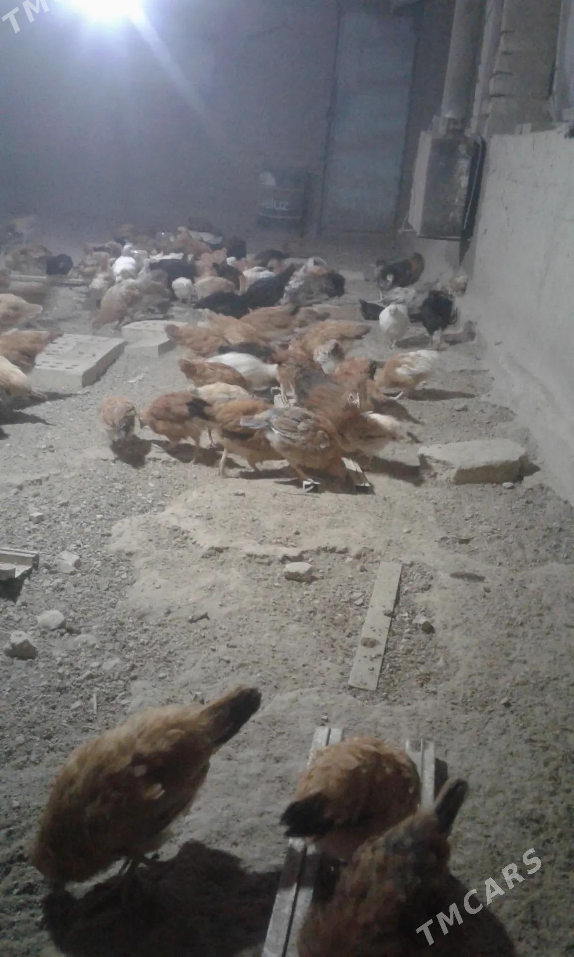 towuk juyje - Mary - img 3