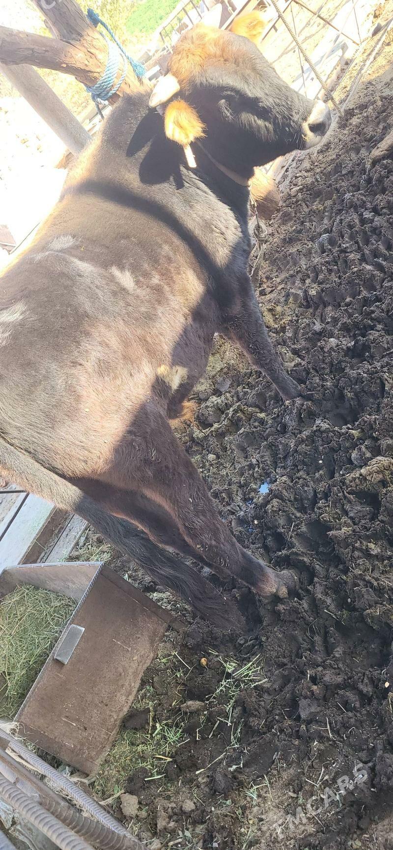 okuz - Мары - img 1