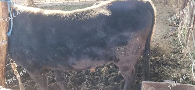 okuz - Мары - img 2