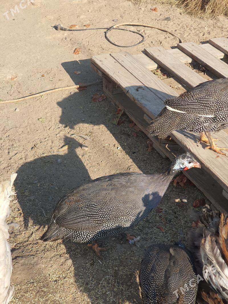 Käkilik (sisarka) - Мары - img 4