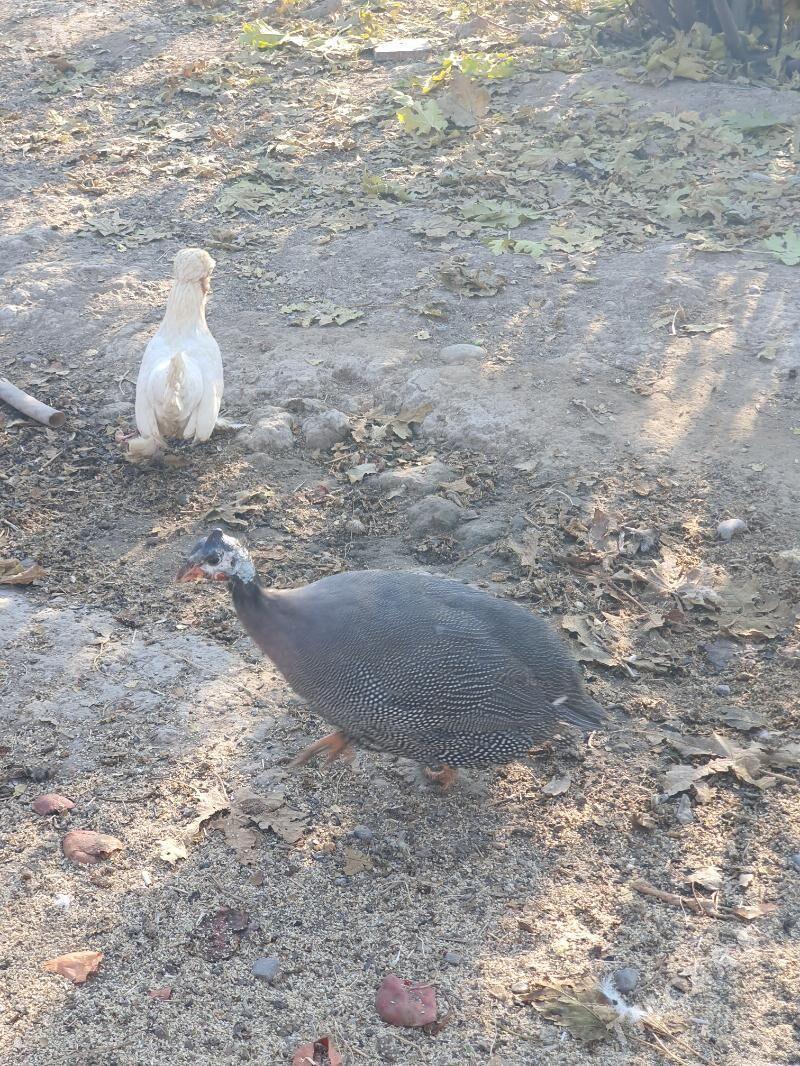 Käkilik (sisarka) - Мары - img 5