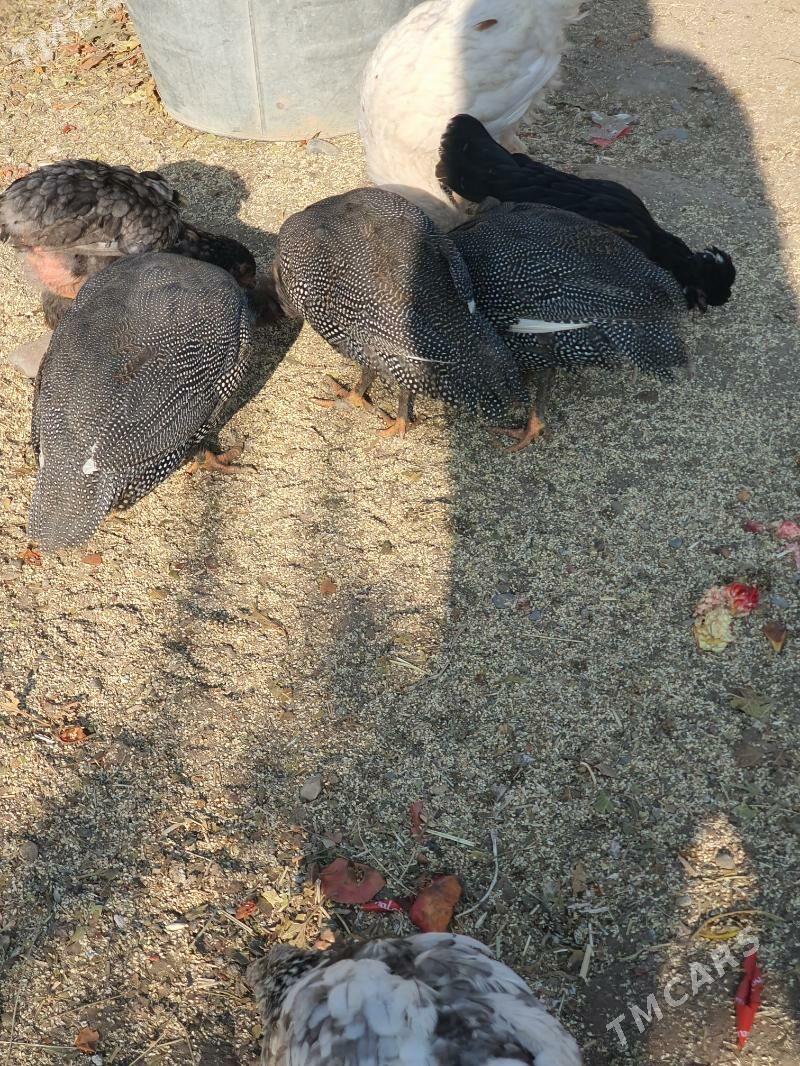 Käkilik (sisarka) - Мары - img 3