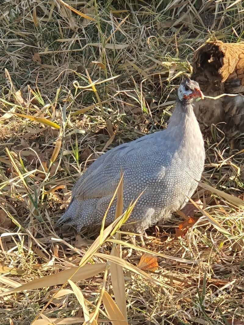 Käkilik (sisarka) - Мары - img 2