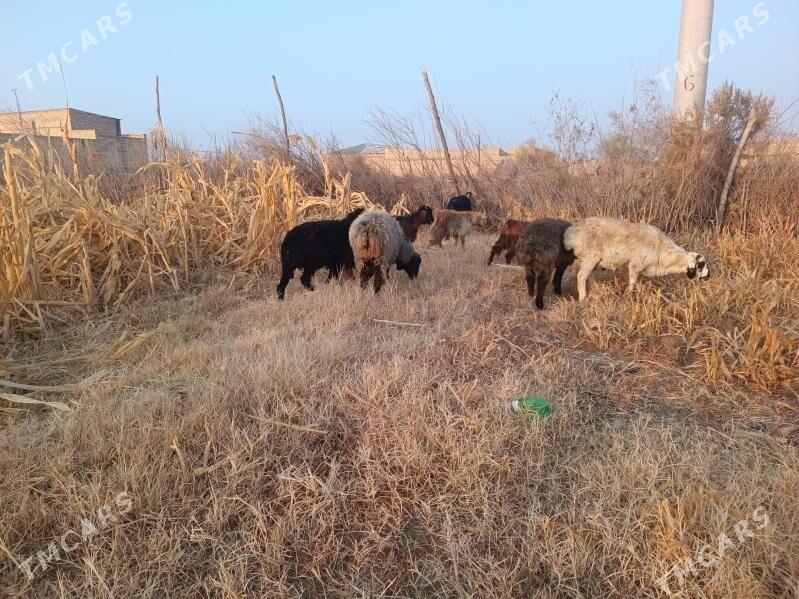 koç we serke owlaklar - Farap - img 1