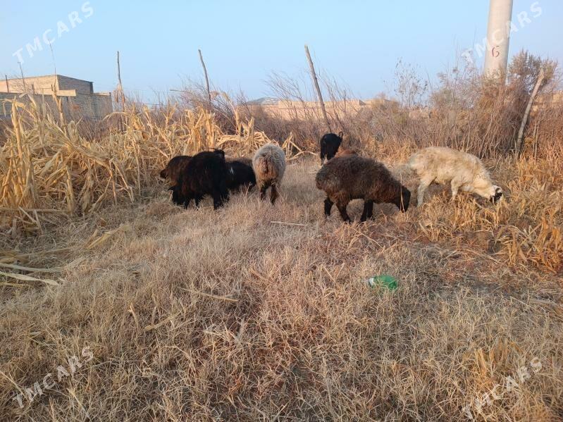 koç we serke owlaklar - Farap - img 2