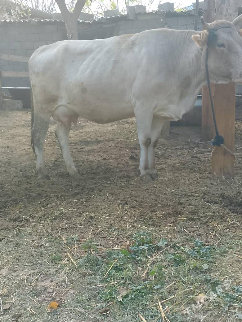 Göeli sygyr - Çoganly - img 4