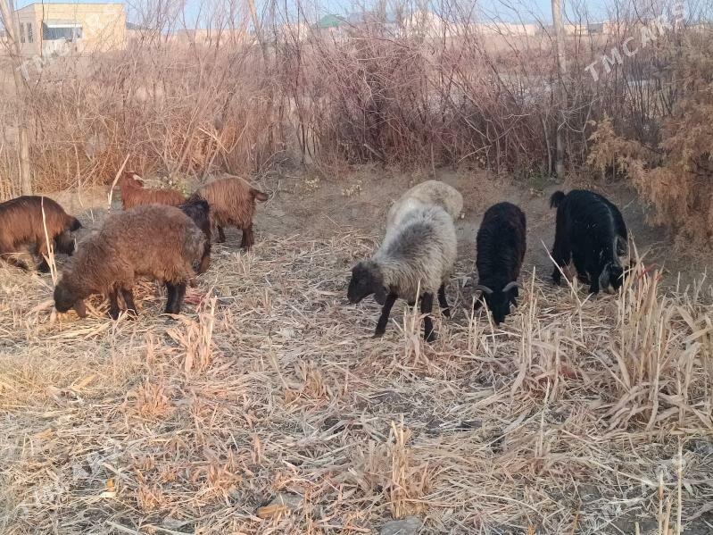 koç we serke owlaklar - Farap - img 3