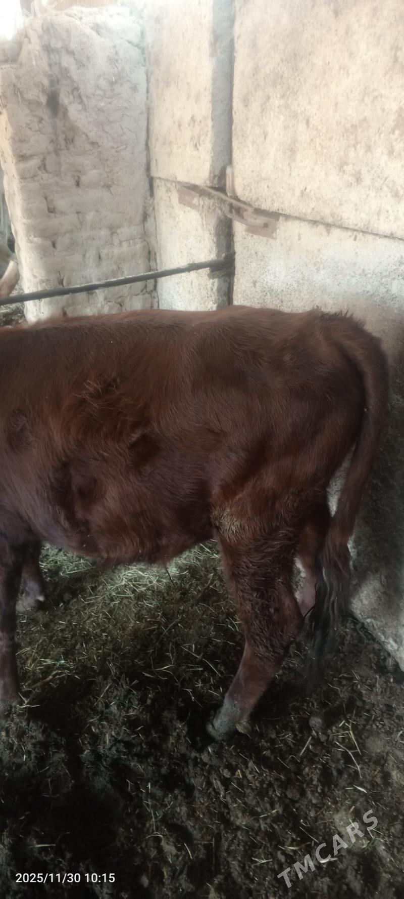 ökuz - Wekilbazar - img 2