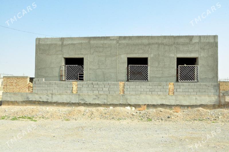 Jay - Gyzylarbat - img 2