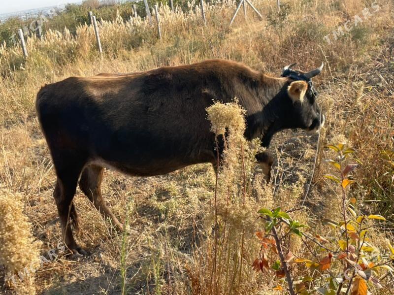 sygyr bogaz - Bagyr - img 4