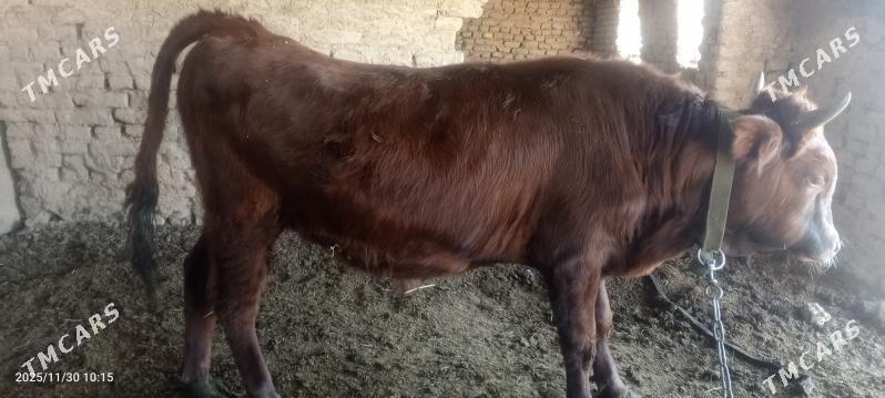 ökuz - Wekilbazar - img 4