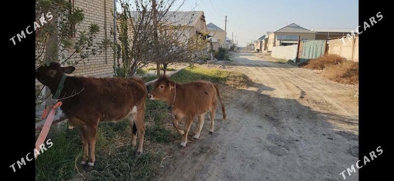 Gulojynlar - Мары - img 4