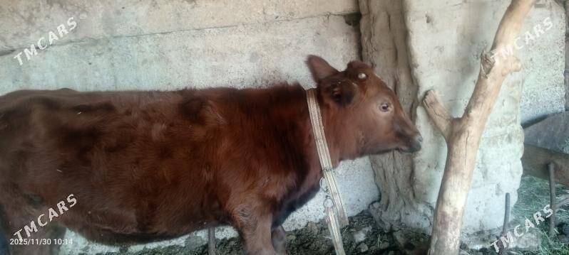 gulajyn - Векильбазар - img 3