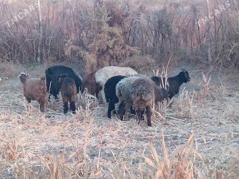 koç we serke owlaklar - Farap - img 5