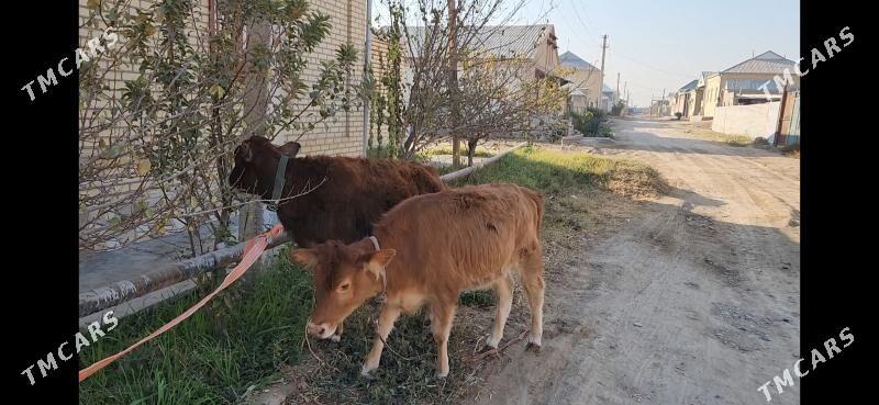 Gulojynlar - Мары - img 1